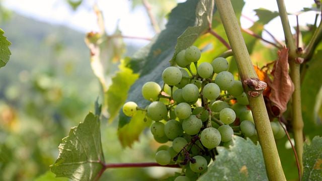 Cata de vinos en la Bodega Biodinámica Casa Wallace