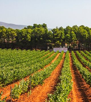 Cata y visita de vinos en Bodegas Vegalfaro