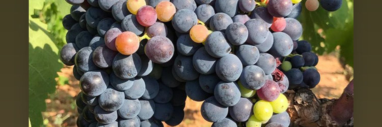 Celler Gritelles - 7E00201C-5A31-4385-879F-B832414D7A3A