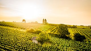 Caminata por los viñedos de Weingut Neustifter