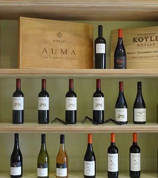 Degustazione avanzata e tour a Viña Koyle