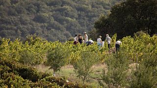Languedoc-Roussillon Wine & Vineyard Trek