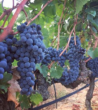 Deguste vinhos surpreendentes de Mariottini no vinhedo