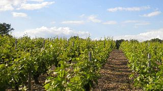 Vinprovning och rundtur på Domaine Roger Pabiot