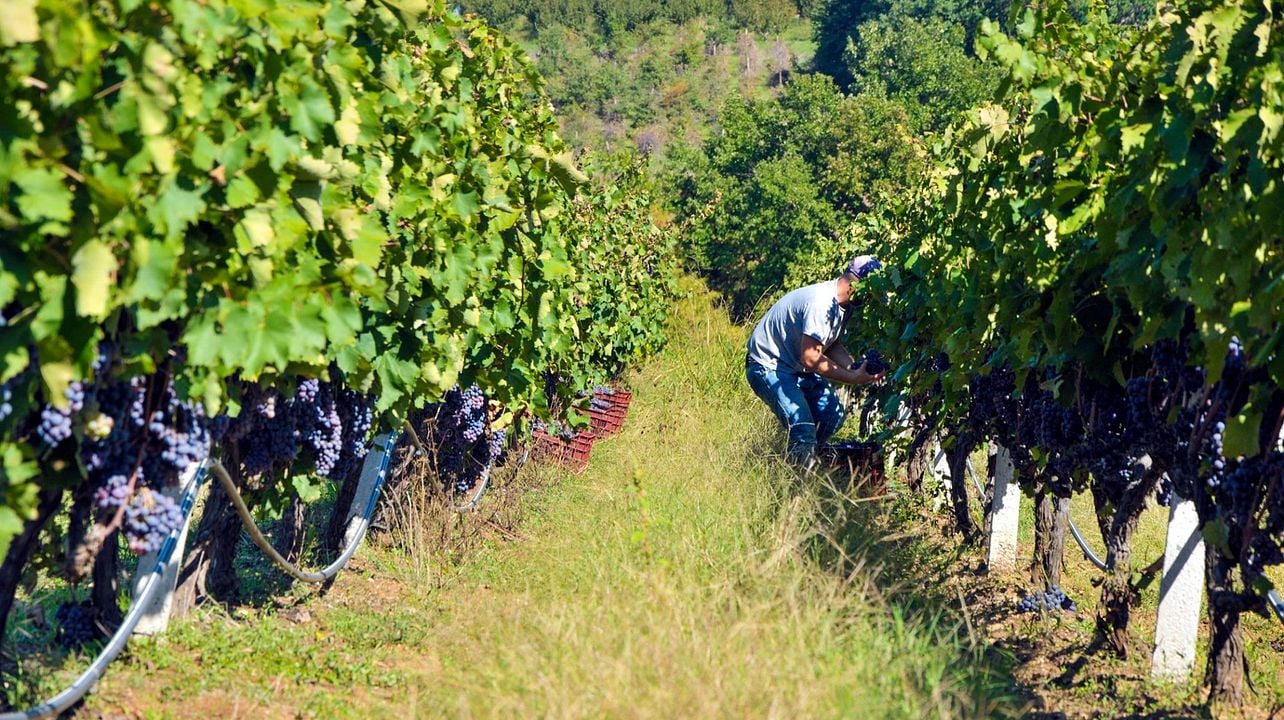 Degustazione di vini e tour a Vaeni Naoussa