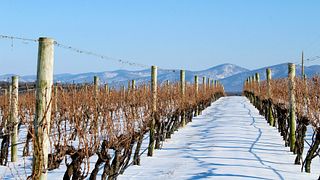 Cata de vinos y visita guiada a los viñedos de CrossKeys