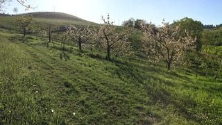Wine tasting at Tenuta La Riva