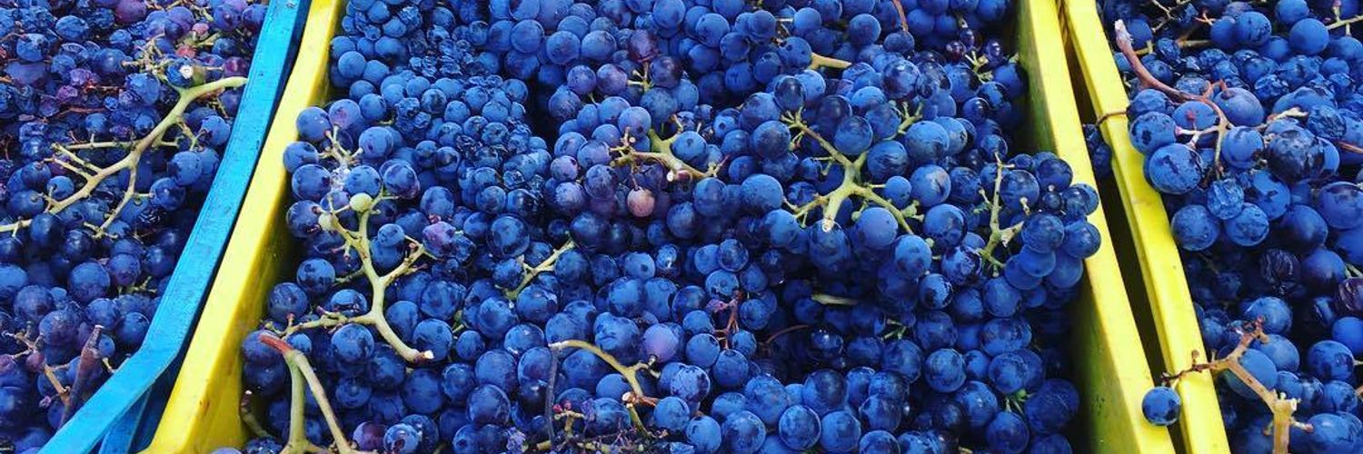 cantina li duni-grapes