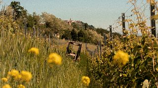 Degustação de vinhos e tour na vinícola Mauro Marengo