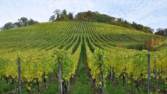 Tour de cata de vinos en Kusadasi desde el puerto