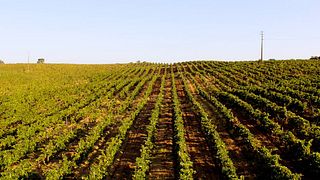 Cata y tour de vinos premium en Casa Relvas