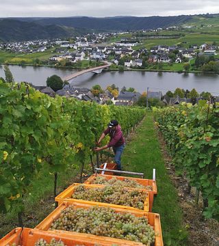 Weingut Geierslay