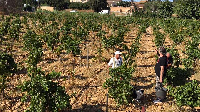 Wine Tasting and Tour at Domaine l’Or de Line