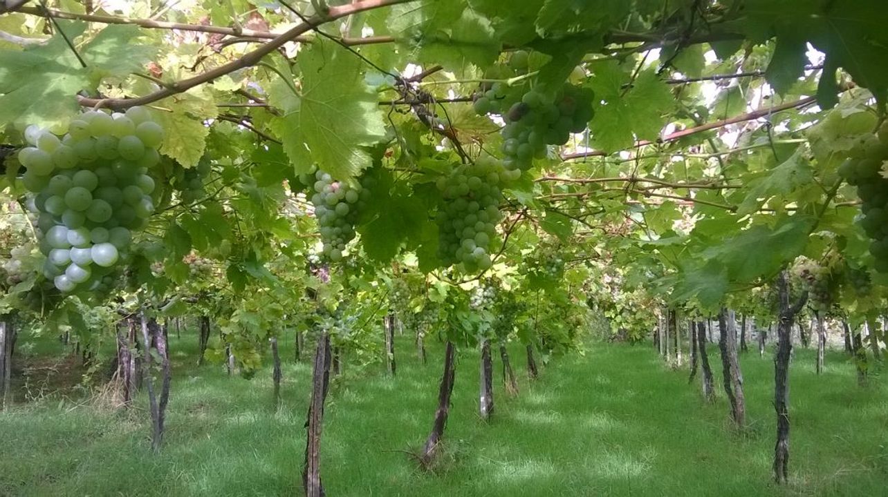 Tenuta Dei Tigli Winery
