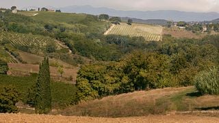 Degustação de vinhos e tour no Conti Capponi - Villa Calcinaia