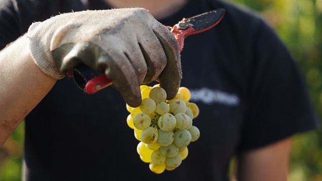Quinta da Giesta
