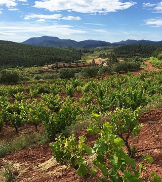 Coca I Fito Winery