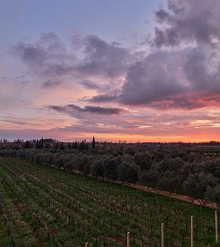 BARAKA Winery
