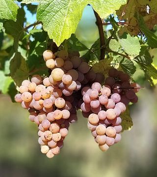 Weihnachtsmarkt und Weintour nach Riquewihr
