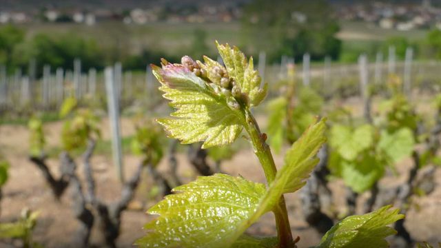 Domaine du Tane