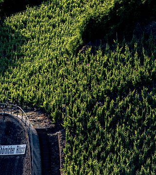 Scenic Hike to Thörnicher Ritsch with Stunning Mosel Valley Views