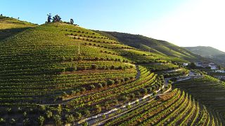 Kopke Wine & Port Tasting at Quinta S. Luiz