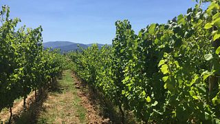Cata de vinos y visita guiada en Turra Wines