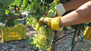 Degustação de vinhos e visita ao Agricole Alberto Longo