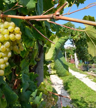 Crodi Winery