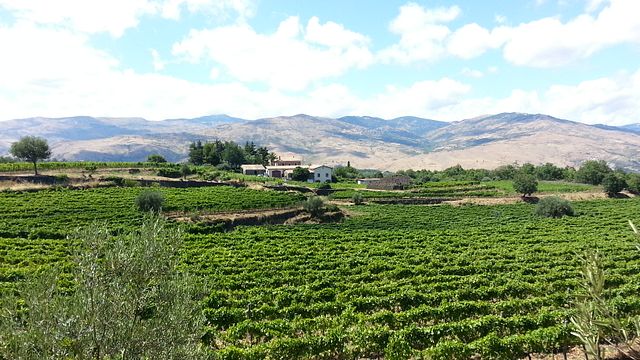 Wine Tasting And Vineyard Tour 1 | Società Agricola Destro
