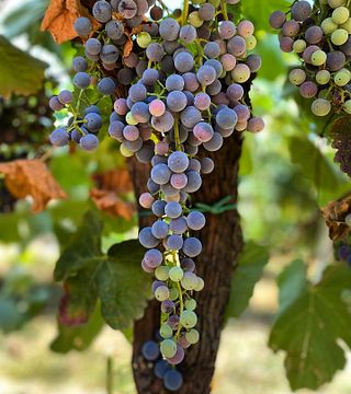 Galvana Superiore Winery