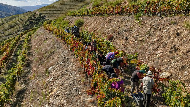 Quinta Do Panascal: A Legacy of Quality Port Wines