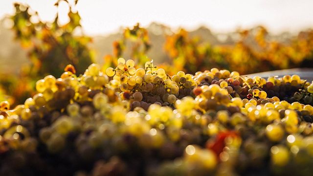 Noemí Wines