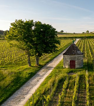 Visita a la finca y cata con el enólogo.