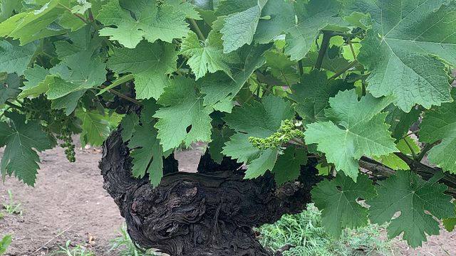 Dégustation de vins et visite de la cave Viña Capitan Pastene