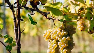 Degustazione veloce a Poggio Maiolo