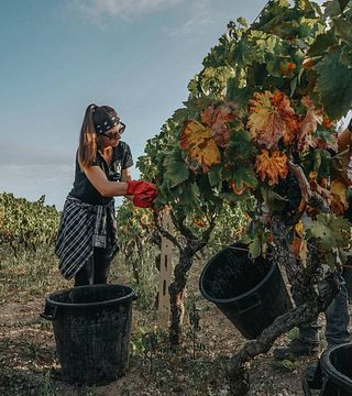 Puglia’s Finest: Tenuta Giustini Wine Tour & Tasting