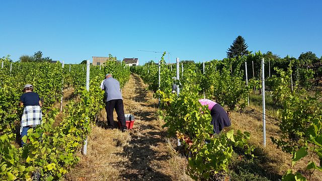 Cata de vinos a ciegas en Domaine Kox