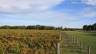 Weinprobe und Tour im Banks Road Vineyard