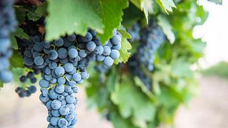 Degustazione di vini e visita ai vigneti di Oswald