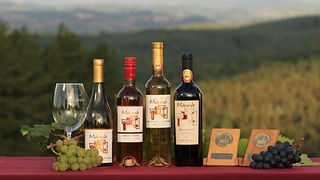 Weinprobe und Weinkellerführung bei Viña Männle