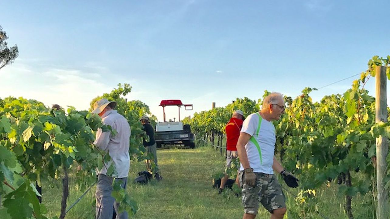Nuova Scuola Wines