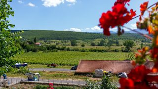 Dégustation de vins végétaliens au domaine Krolo