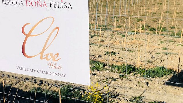 Bodega Doña Felisa