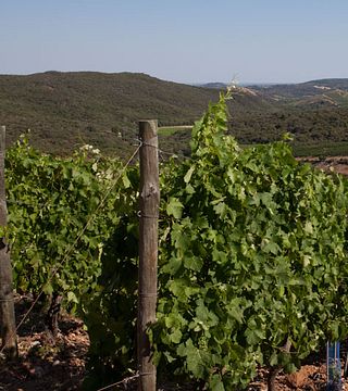 Dégustation et visite de vins au Domaine Ollier Taillefer