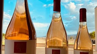 Degustação de vinhos clássicos na vinícola Le Palaie