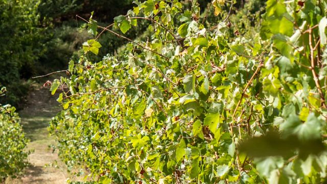 Sept vins pour sept vignobles