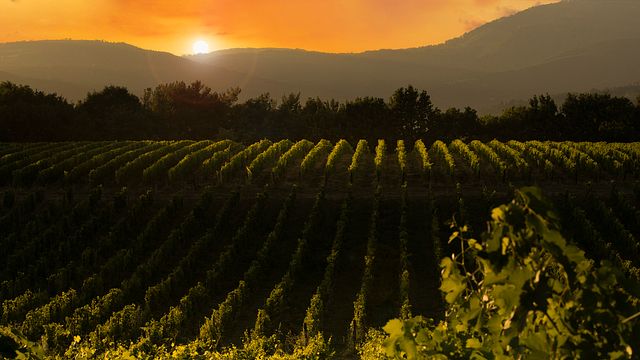Vins cultes