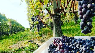 Weinprobe und Führung bei Mauro Veglio Azienda Agricola