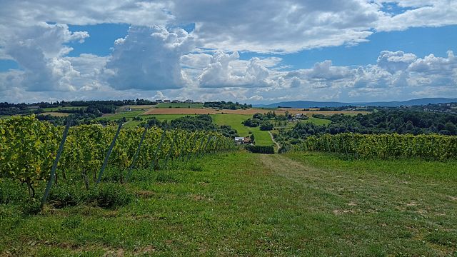 Winnica Wieliczka - A Unique Vineyard Experience